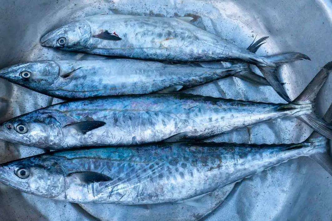 如何选择鲅鱼(哪种鲅鱼好吃鲅鱼的区分)